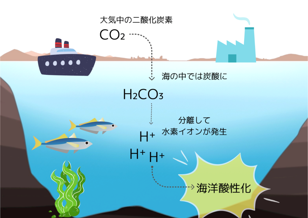 海洋酸性化の仕組み