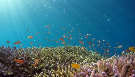 海洋酸性化とは？原因と生物に与える悪影響・できる対策を解説