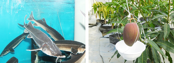 バイオマスの熱利用例：チョウザメの飼育・マンゴー栽培