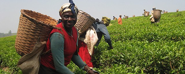 Wikimedia Commons『Tanzanian tea farmers』
