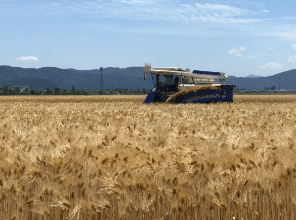 大麦倶楽部の安心安全な大麦