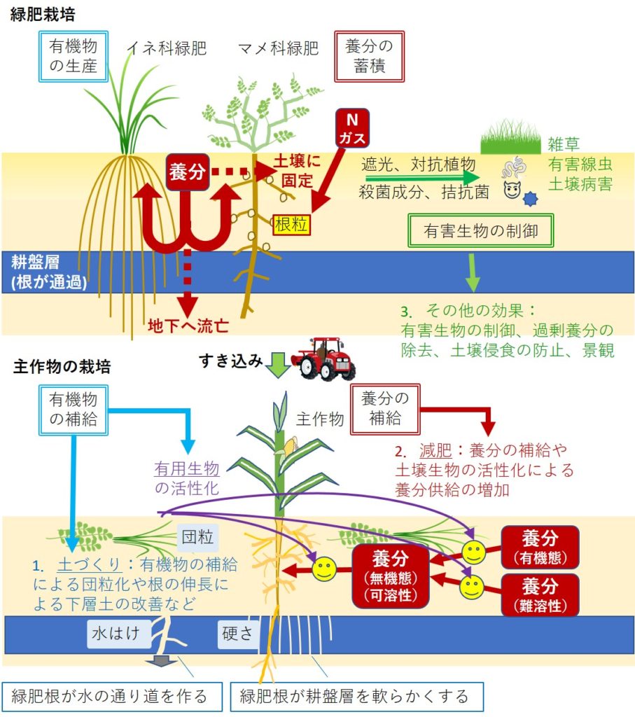 緑肥の様々な効果