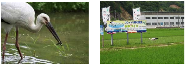 兵庫県豊岡市：コウノトリとの共生に取り組む農業