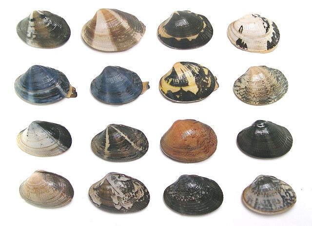 遺伝的多様性の例：アサリの殻の多様な模様