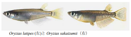 キタノメダカ（ Oryzias sakaizumii）とミナミメダカ（ Oryzias latipes）