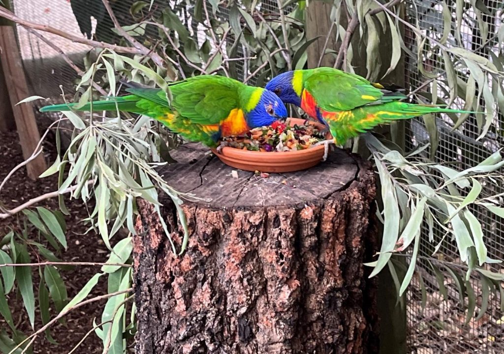オーストラリアの鳥の保護活動の様子