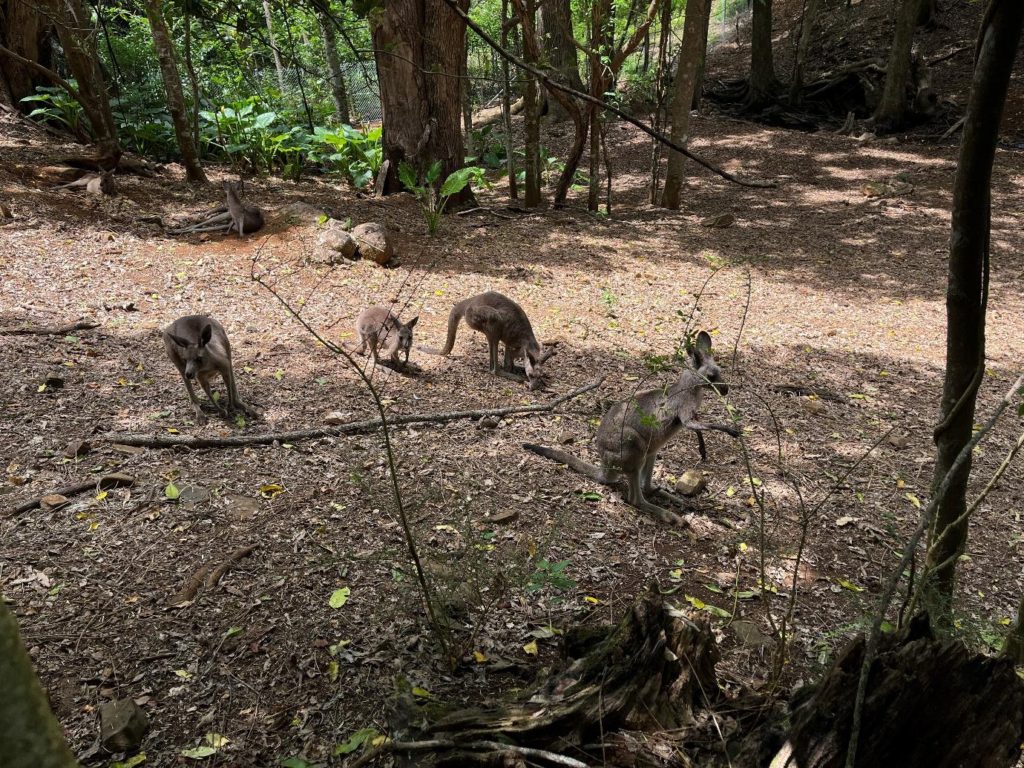 オーストラリアのカンガルーの保護活動の様子