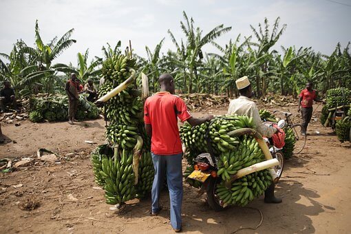 ウガンダのバナナ農家