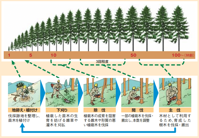 森林整備のサイクル(育成単層林の場合)の例