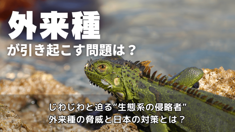 外来種が引き起こす問題は