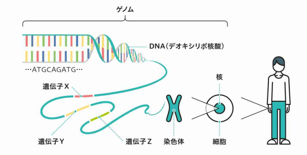 DNAとゲノムと遺伝子