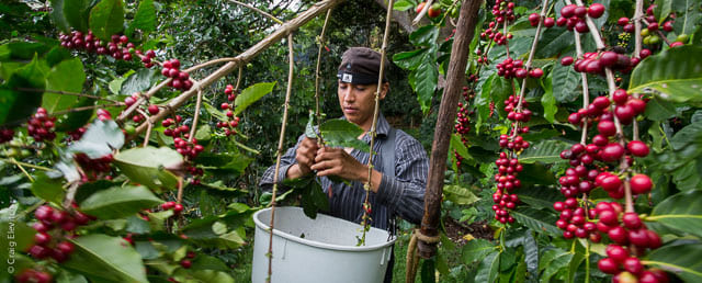 アグロフォレストリーによるコーヒー栽培
