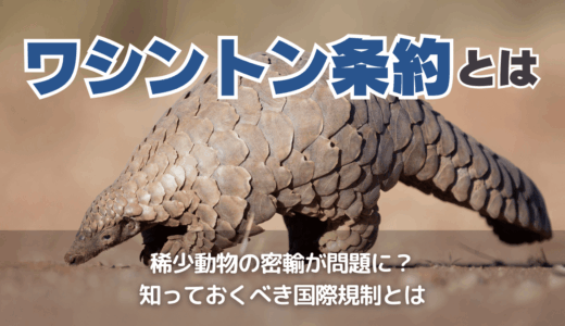 ワシントン条約とは
