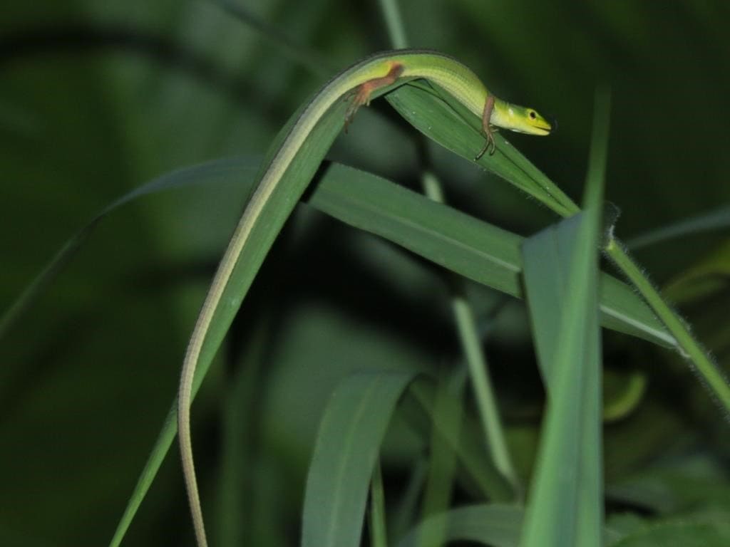 環境省『自然環境・生物種の多様性 ミヤコカナヘビ』