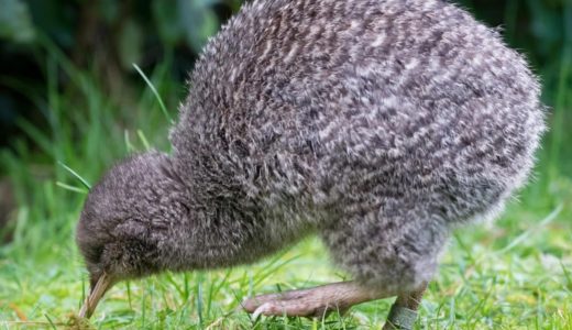 Wikimedia Commons『Little spotted kiwi』（2018年7月）
