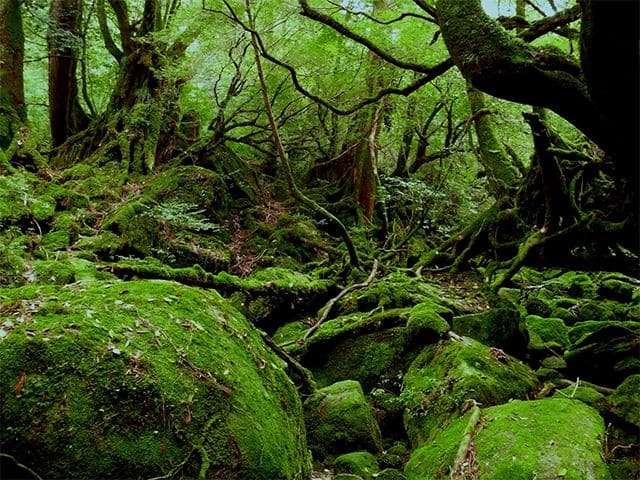 【屋久島国立公園：白谷雲水峡の美しい自然】