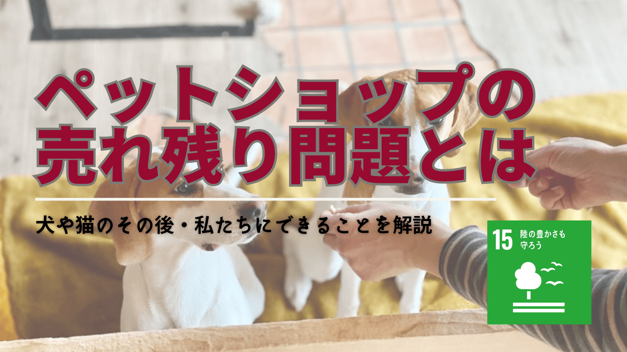 ペット ショップ 売れ残り どうなる