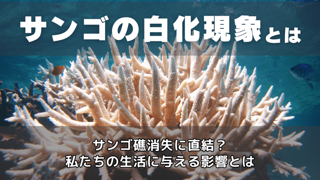 珊瑚 白珊瑚 サンゴ 白化 珊瑚礁 世界中でサンゴの白化現象が深刻化しています。 2024年記録的な高温で