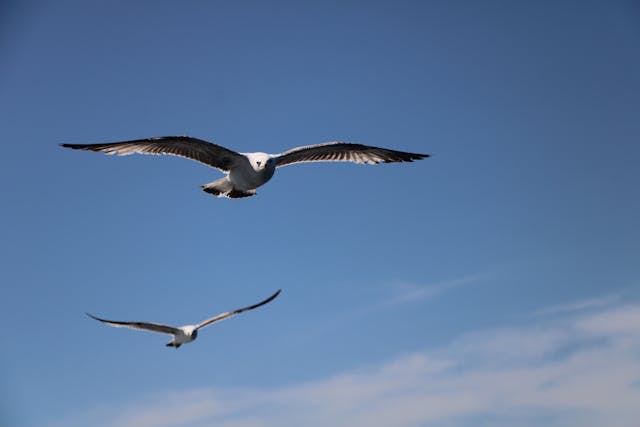 鳥　空