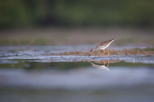 鳥 水