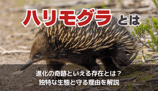オーストラリアがハリモグラの個体数減少の予防と生態系保護のために行う取り組み