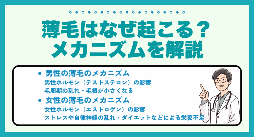 薄毛はなぜ起こる？メカニズムを解説