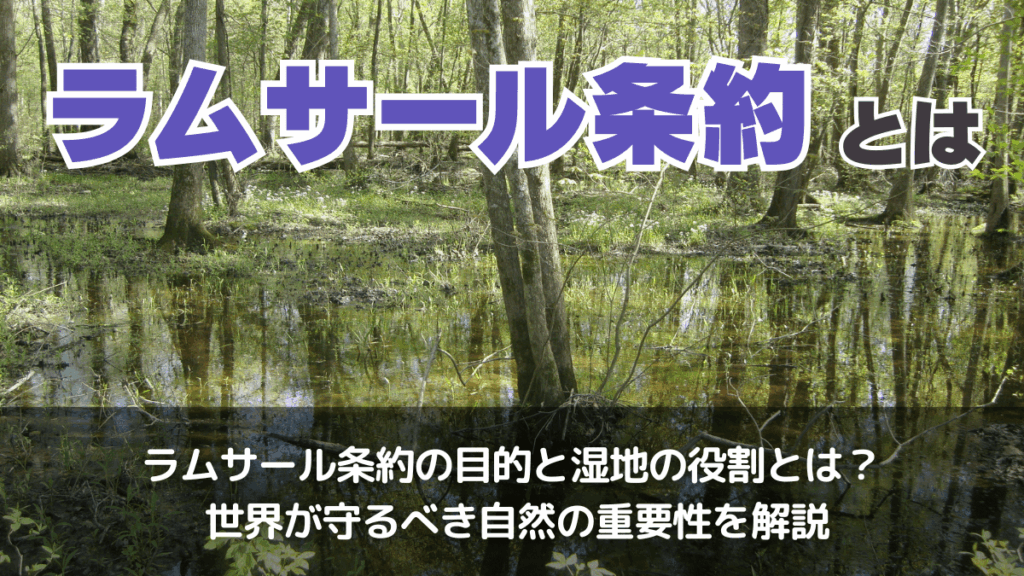 ラムサール条約の国内実施と地域政策 地域連携・協働による条約義務の実質化  /成文堂/中央学院大学社会システム研究所（単行本（ソフトカバー）） ラムサール条約の国内実施と地域政策 地域連携・協働による条約