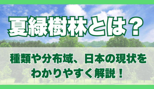 夏緑樹林とは