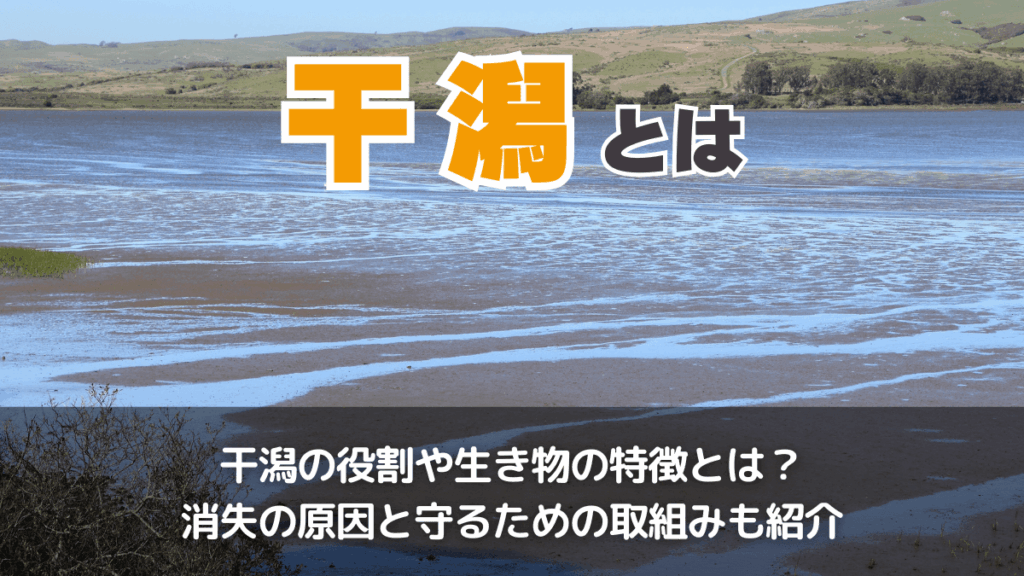 干潟とは？日本ならどこにある？仕組みや役割を紹介！生息する有名な