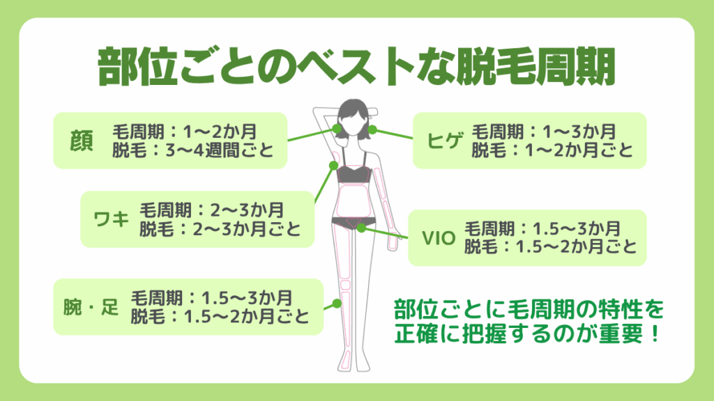 部位ごとのベストな脱毛周期とは