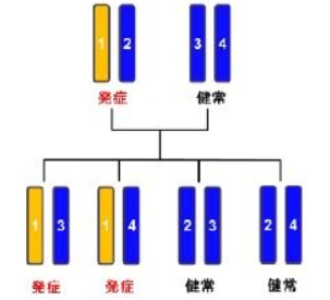 出典：筋ジストロフィー（指定難病１１３） – 難病情報センター